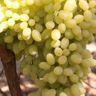 Саджацень Виноград кишмиш Геліодор в контейнері